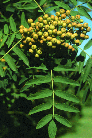S. aucupraria (Fruit)