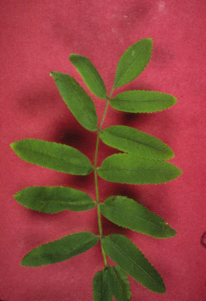 S. aucupraria (Leaves)