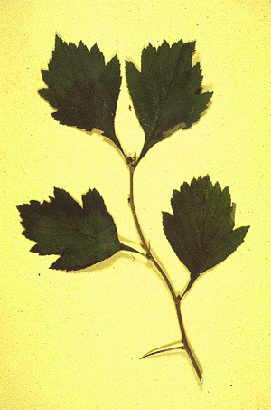 Hawthorne (Leaf)