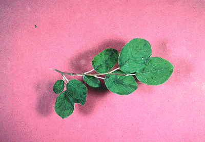 Amalenchier (Leaves)