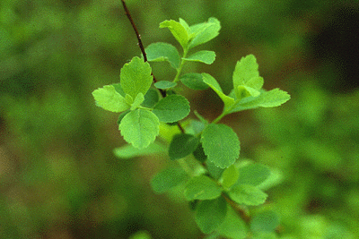 Spirea (Leaves)