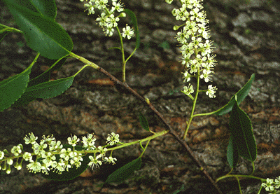 P. serotina (Flowers)