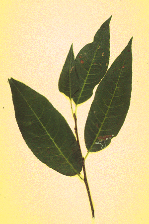 P. serotina (Leaves)
