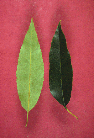 P. serotina (Leaves)