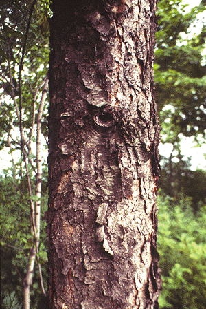 P. serotina (Old Bark)