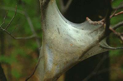 P. serotina (Tent Caterpillar Infestation)