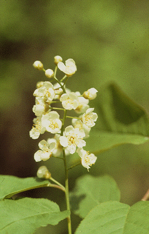 P. virginiana (Flowers)