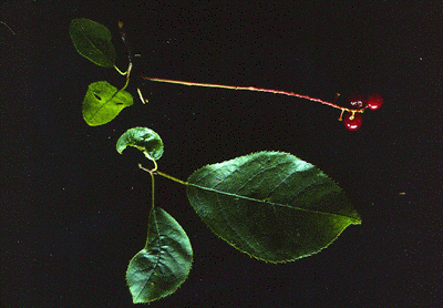 P. virginiana (Fruit)