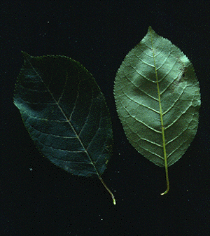 P. virginiana (Leaves)