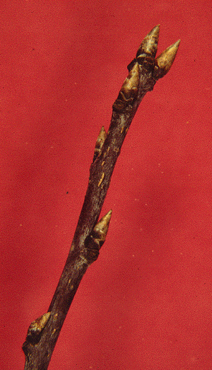 P. virginiana (Twig)