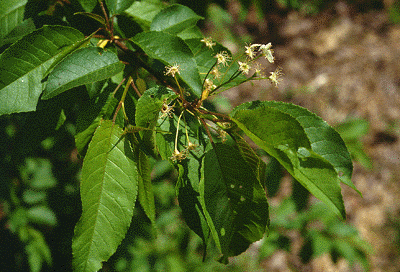 P. pensylvannica (Flowers)