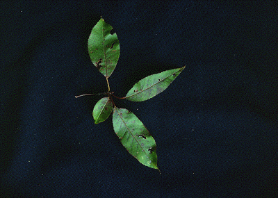 P. pensylvannica (Leaves)