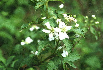 Blackberry (Flowers)