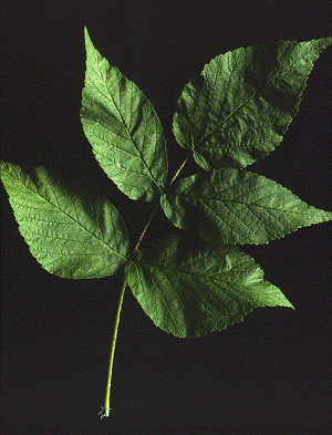 Raspberry (Leaf)