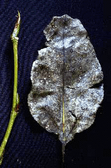 P. balsamifera (Twig)