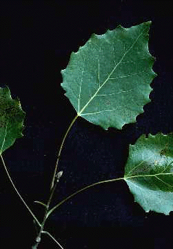 P. grandidentata (Leaves)