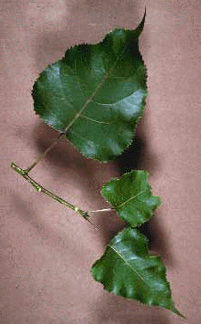 P. deltoides (Leaves)