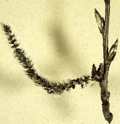 P. tremuloides (Twig)