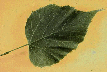 T. americana (Leaf)