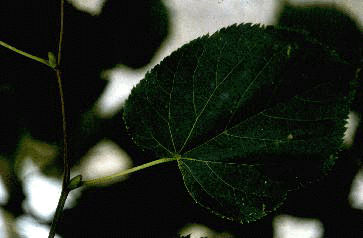 T. cordata(Leaf)