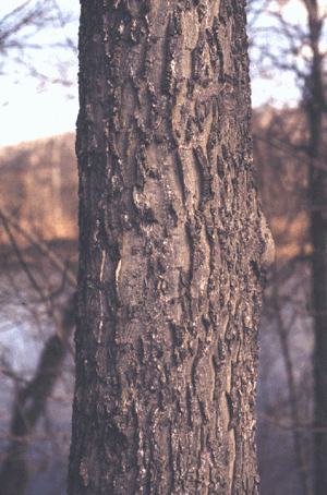 C. occidentalis (Bark)