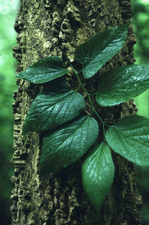 C. occidentalis (Leaves)