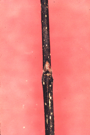 C. occidentalis (Twig)