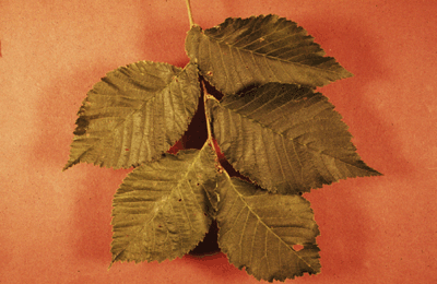 U. rubra (Leaves)