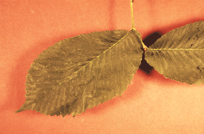 U. rubra (Leaf)