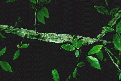 U. alata (Leaves and twig)