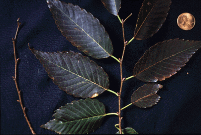 Z. serrata (Leaves)