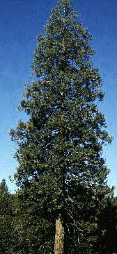 Incense Cedar (Form)