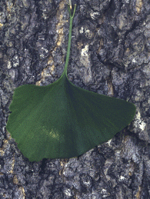 G.biloba (leaf and bark)