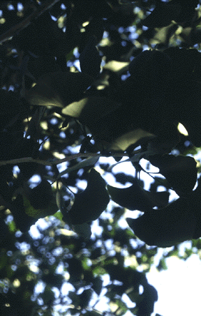 G.biloba (leaves)