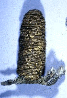 A. procera (Cone)