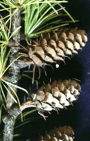 L. occidentalis (Cones)