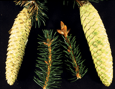 P. abies (cones)