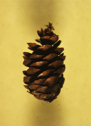 P. rubens (cone)