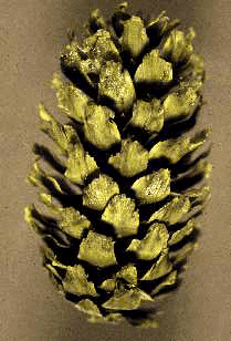 P.sitchensis (Cone)