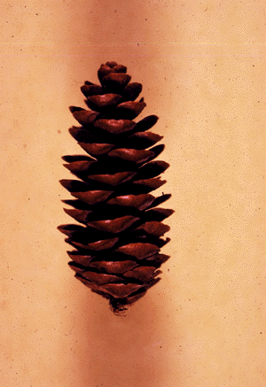 White Spruce (cone)