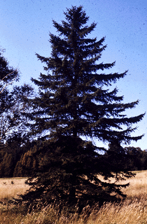 White Spruce (form)