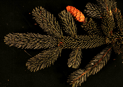 White Spruce (needles)