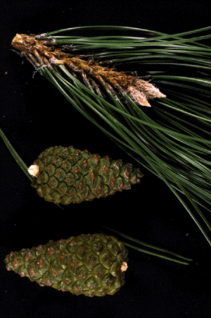 P. nigra (needles and cone)
