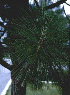 P. palustris (Needles)