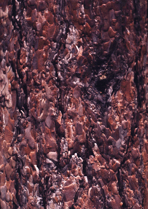 P. resinosa (bark)
