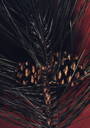 P. resinosa (needles and cones)