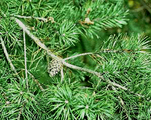 P. virginiana (Needles and cone)