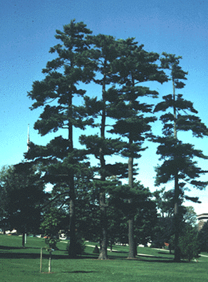 Eastern white pine form.