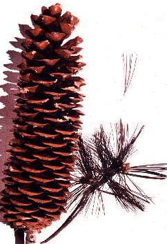 P. lambertiana (Cones)