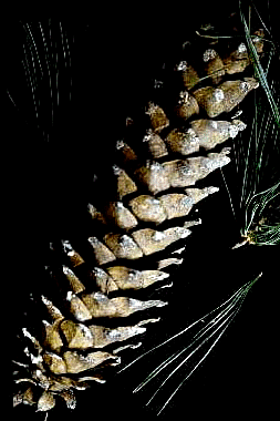 P. monticola (Cones)